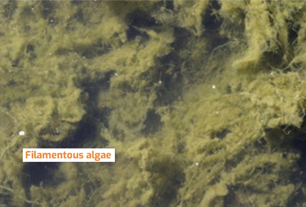 Algae