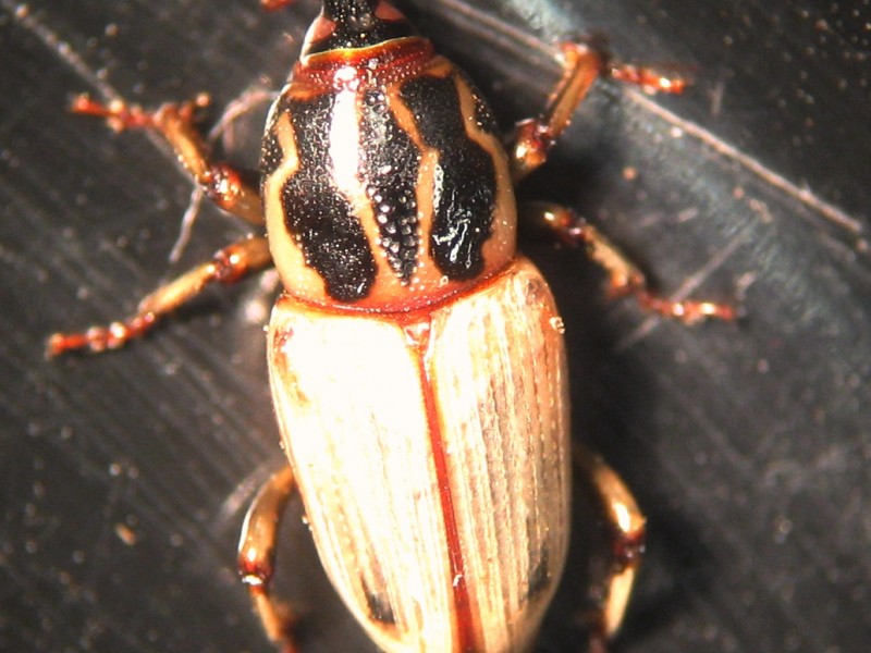 Billbug
