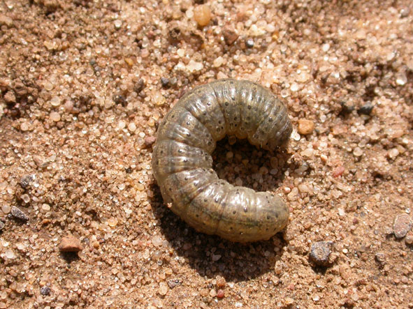 Black Cutworm
