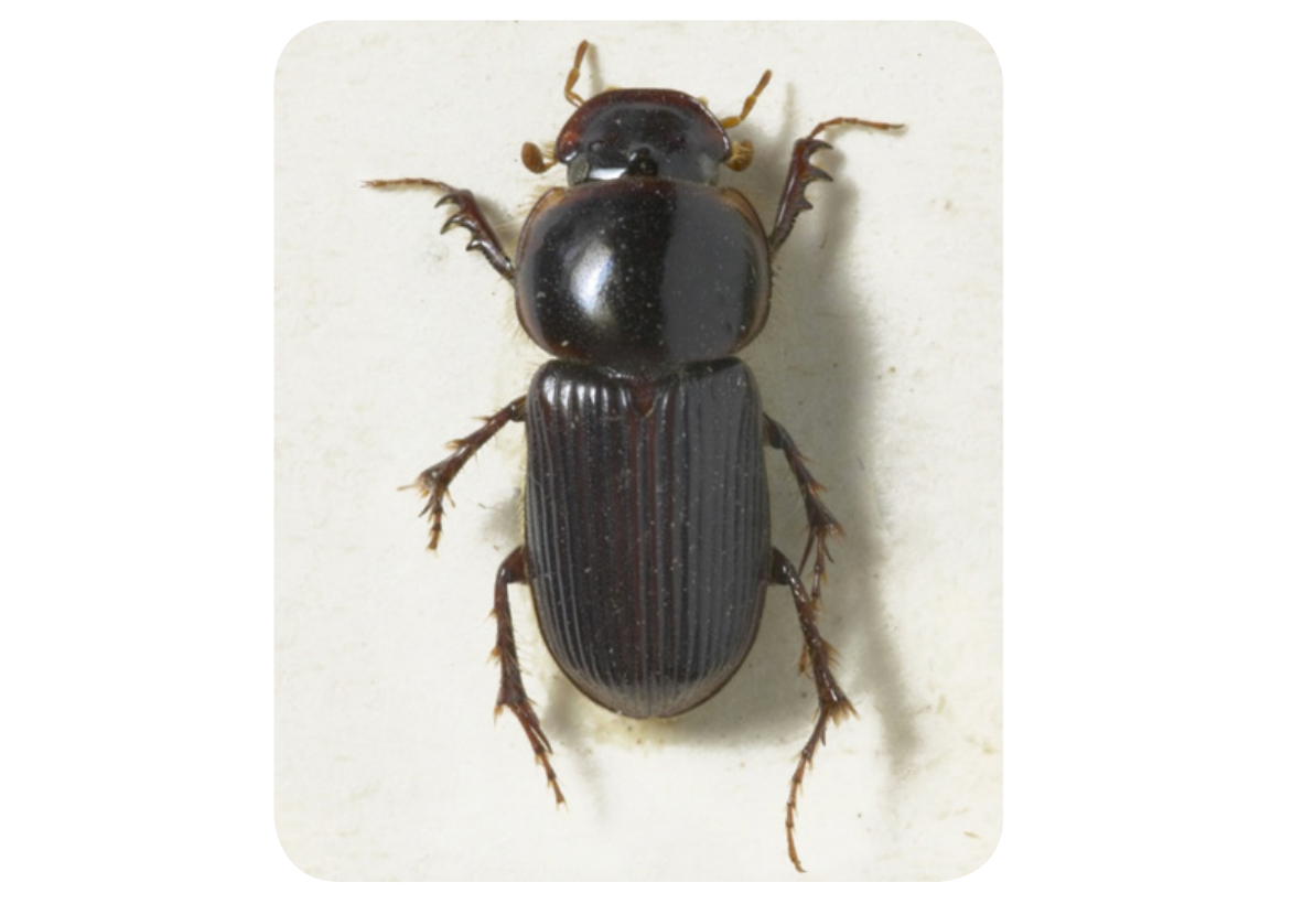 Blackheaded Pasture Cockchafer