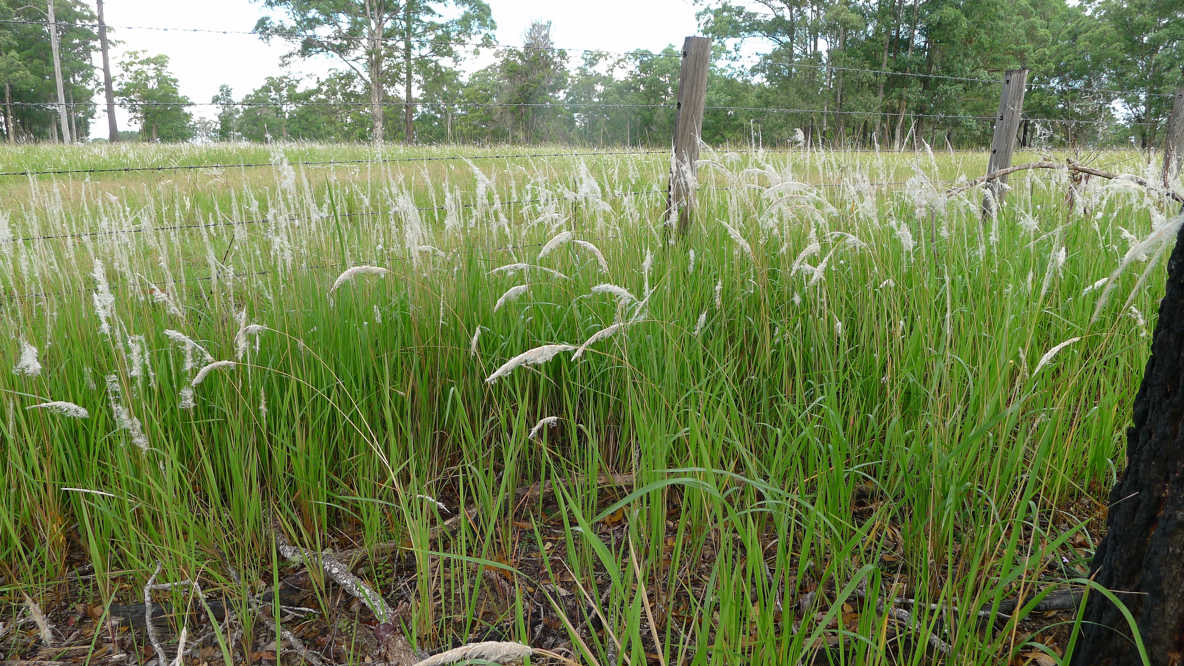Blady Grass
