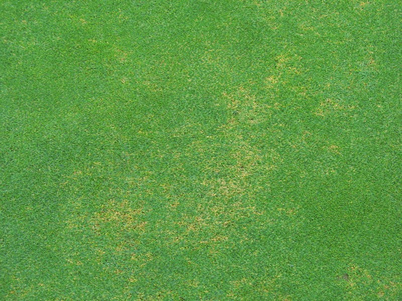 Curvularia Leaf Spot
