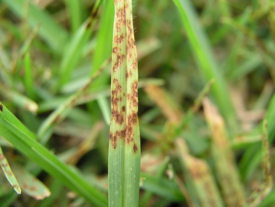 Helminthosporium Disease