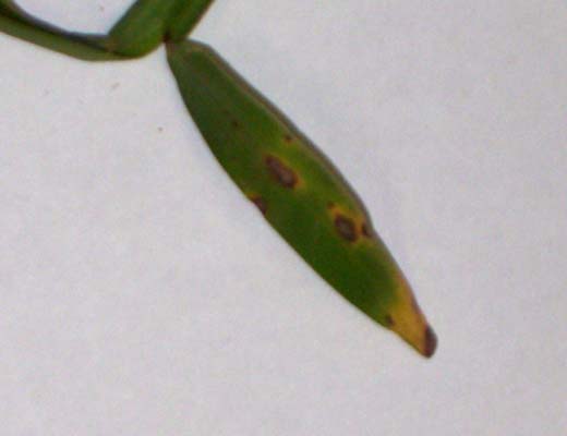 Grey Leaf Spot