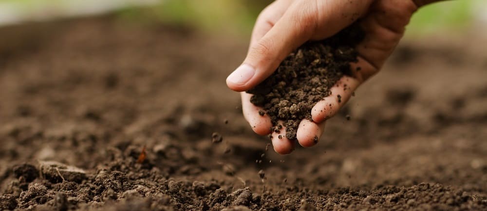 Understanding Soil Constraints in Turf Management