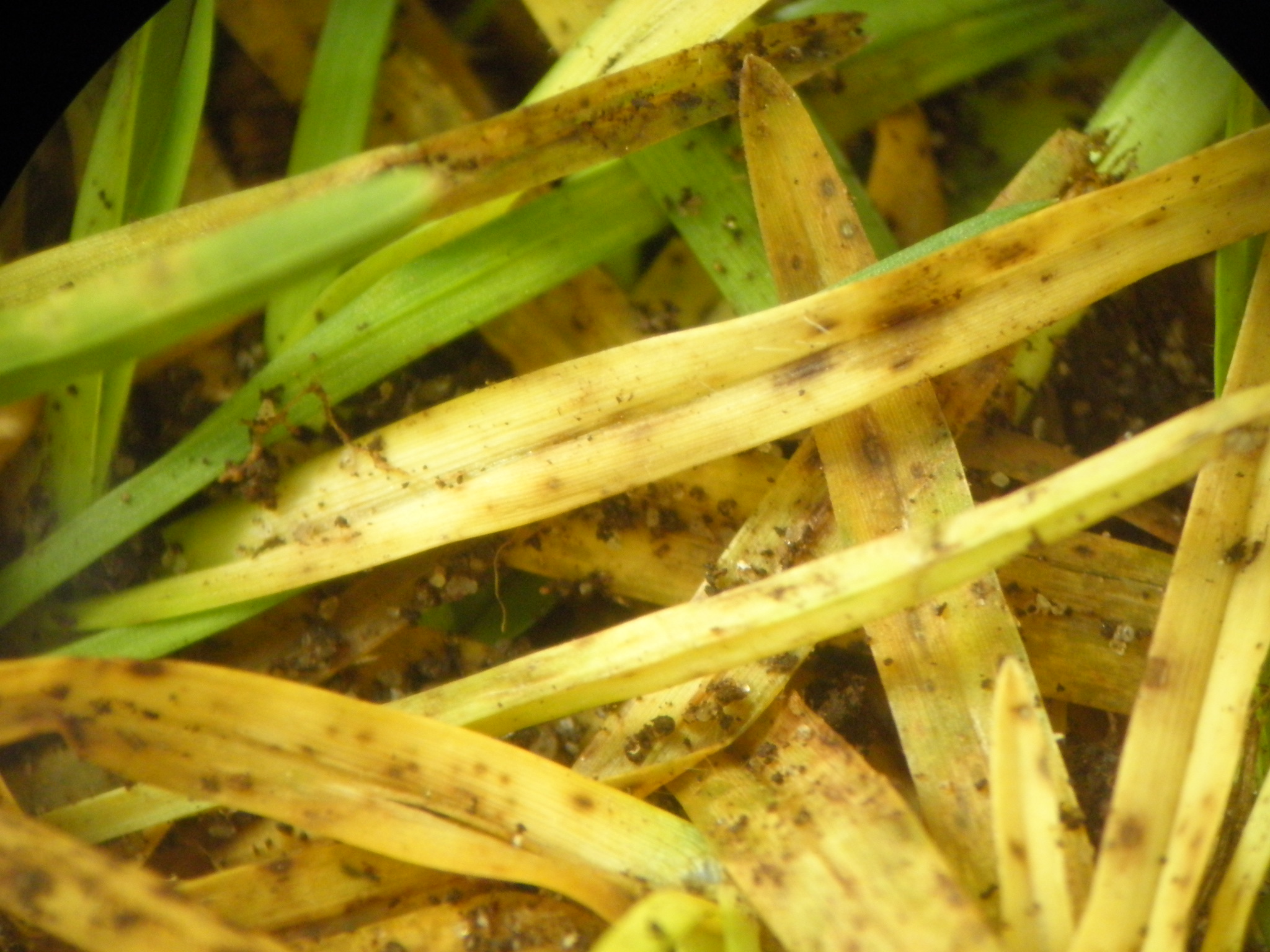 Kikuyu Yellows