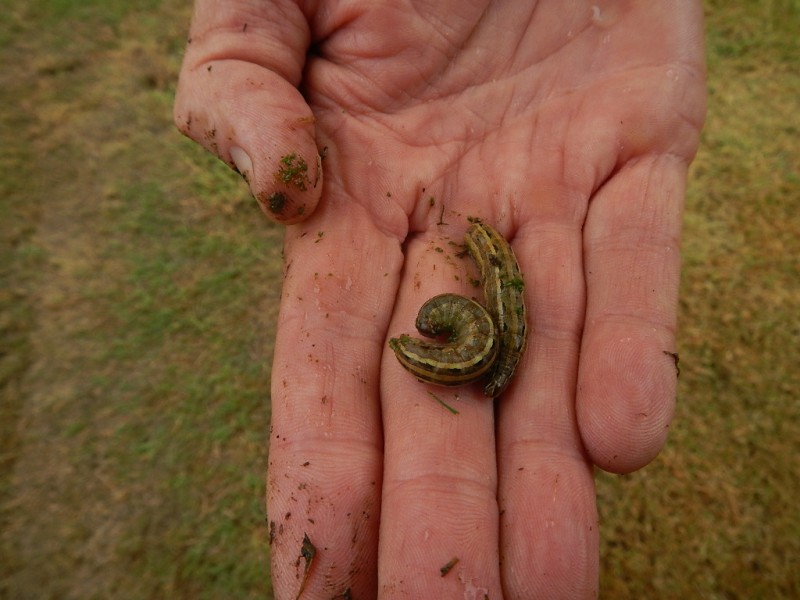 Managing Lepidoptera Grubs In Late Summer & Autumn