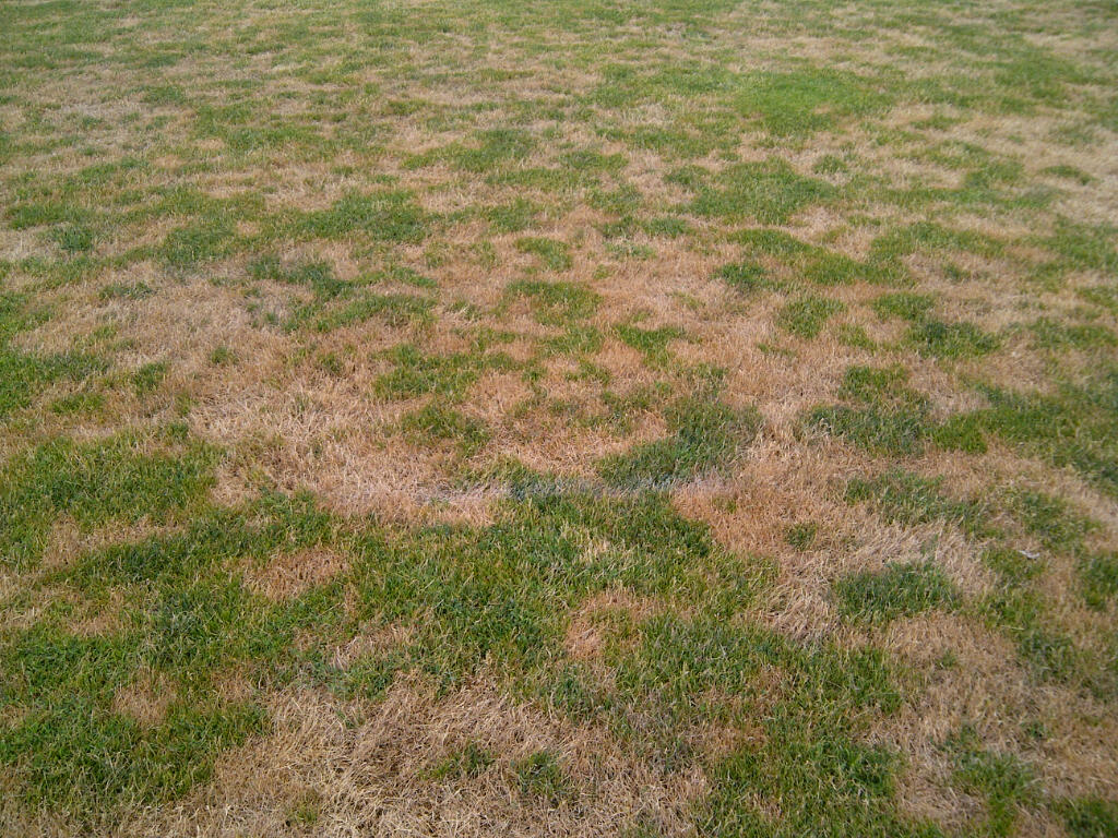 Leptosphaerulina Leaf Blight