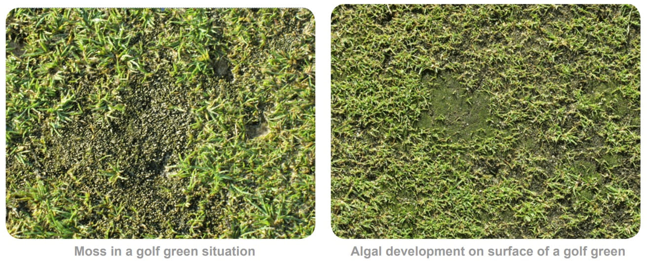 How to Control Algae and Moss in Turf Management