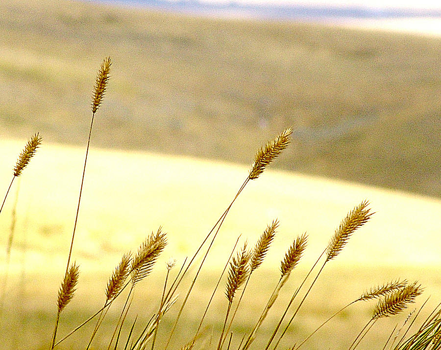 Prairie Grass