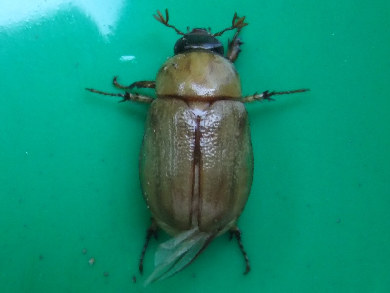 Pruinose Scarab