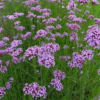 Purpletop