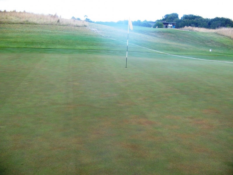 Pythium Root Dysfunction