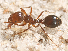 Red Imported Fire Ants