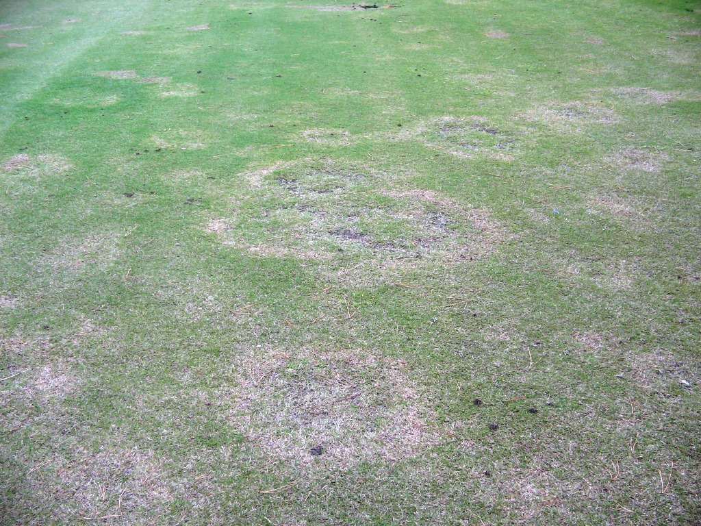 Root Decline