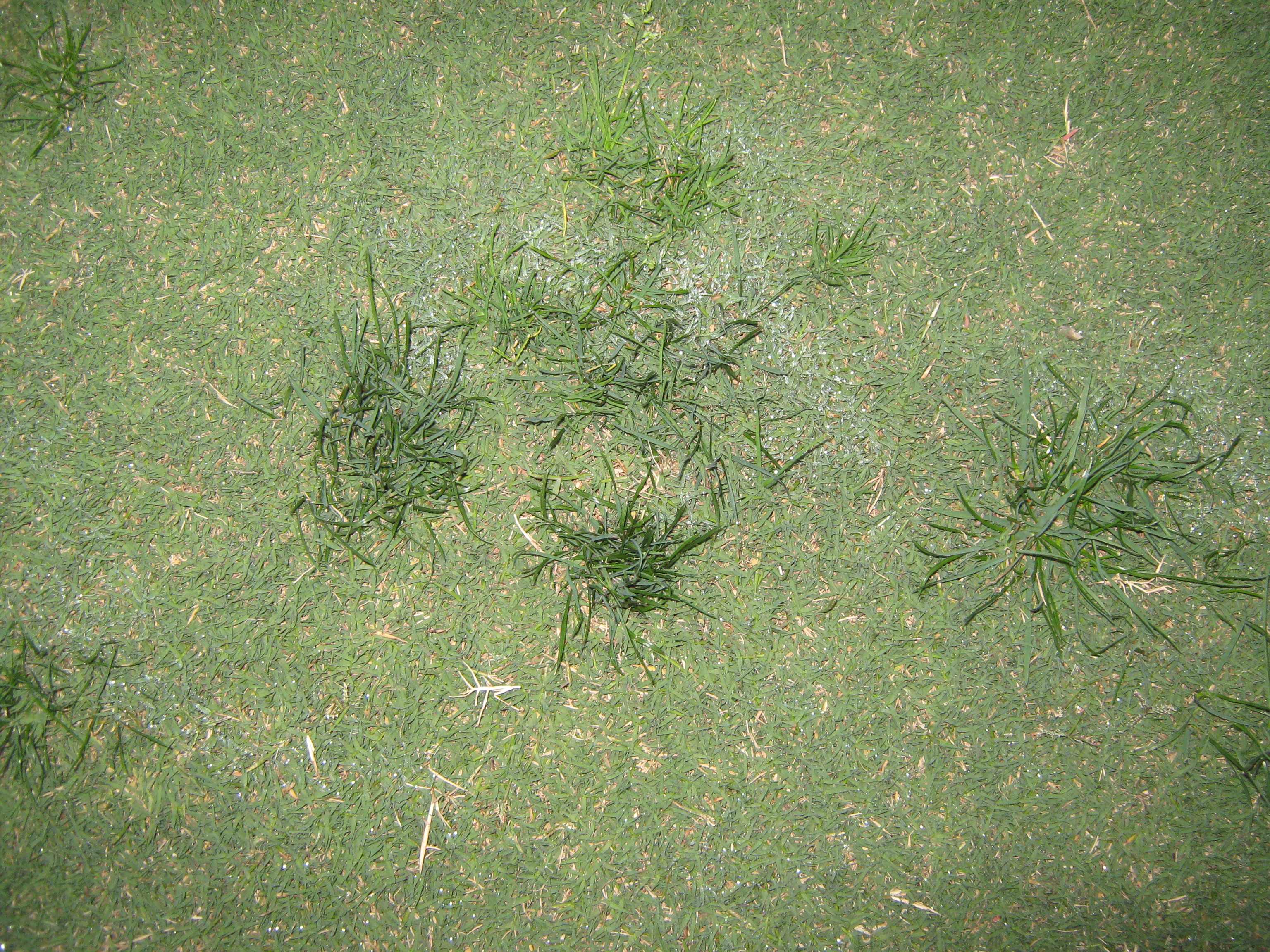 Ryegrass