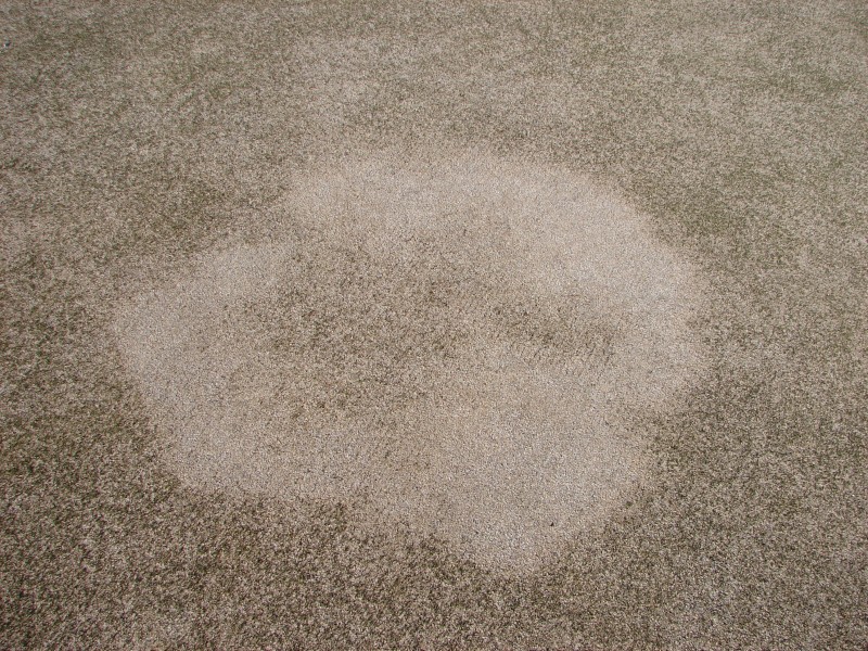 Spring Dead Spot
