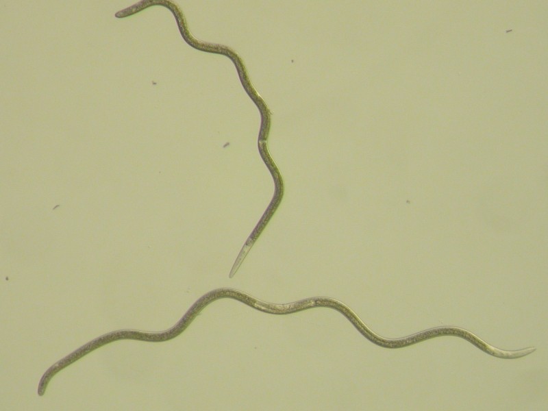 Nematodes