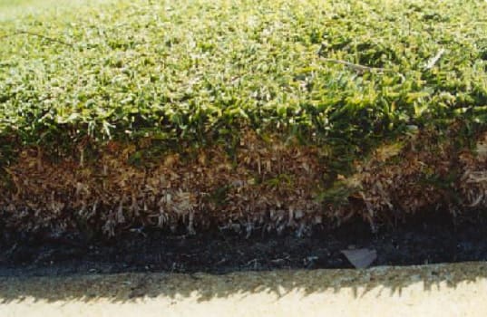 Managing Thatch: How Thatch Can Affect Disease Development