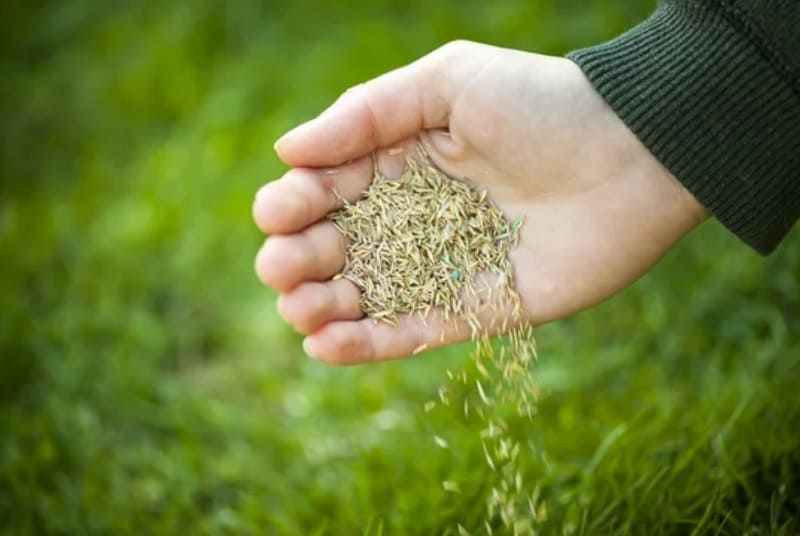 The Pros and Cons of Oversowing Your Turf