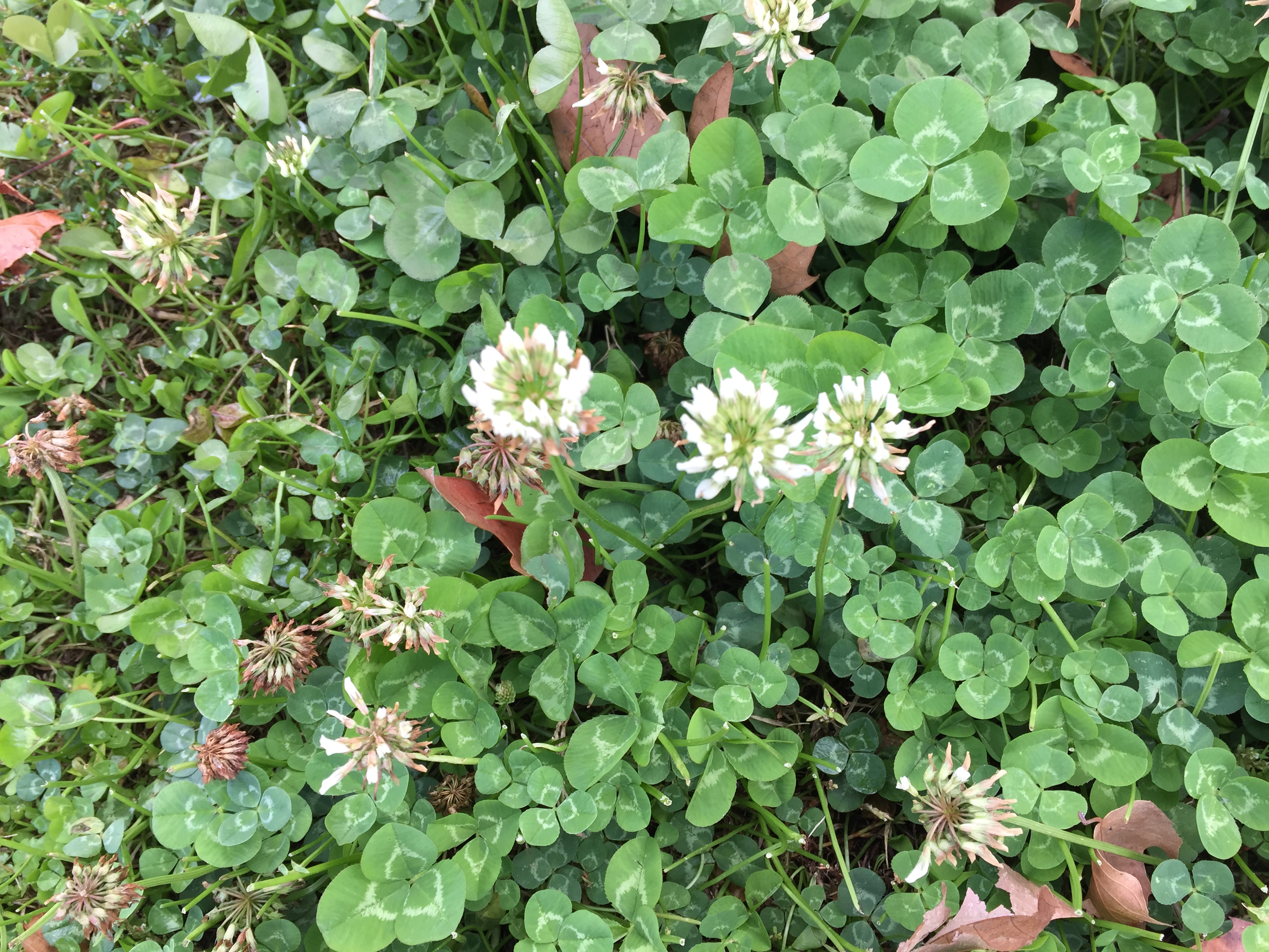 White Clover