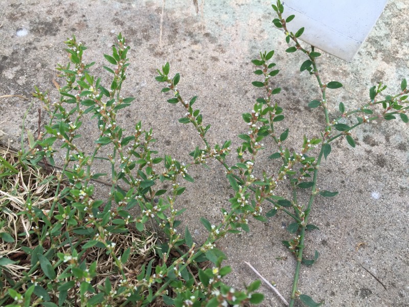 Wireweed
